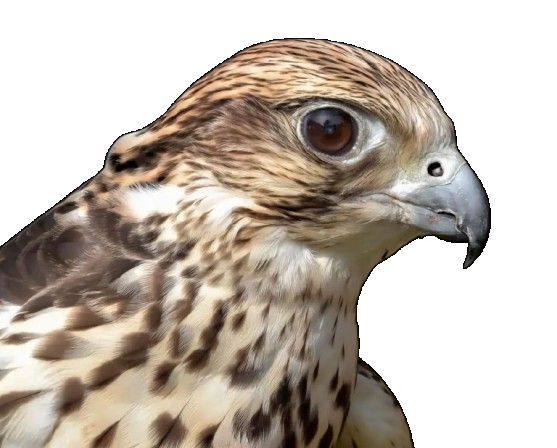 falcon-no-bg.jpg