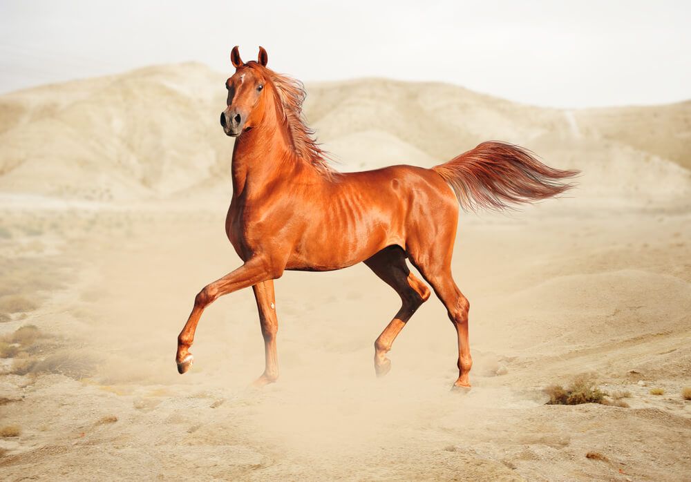 horse.jpg
